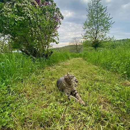 La Colline Aux Licornes 住宿加早餐酒店 Montbron